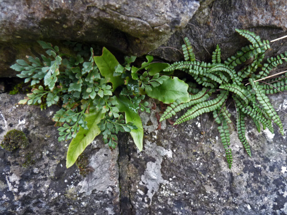 Fern Competition