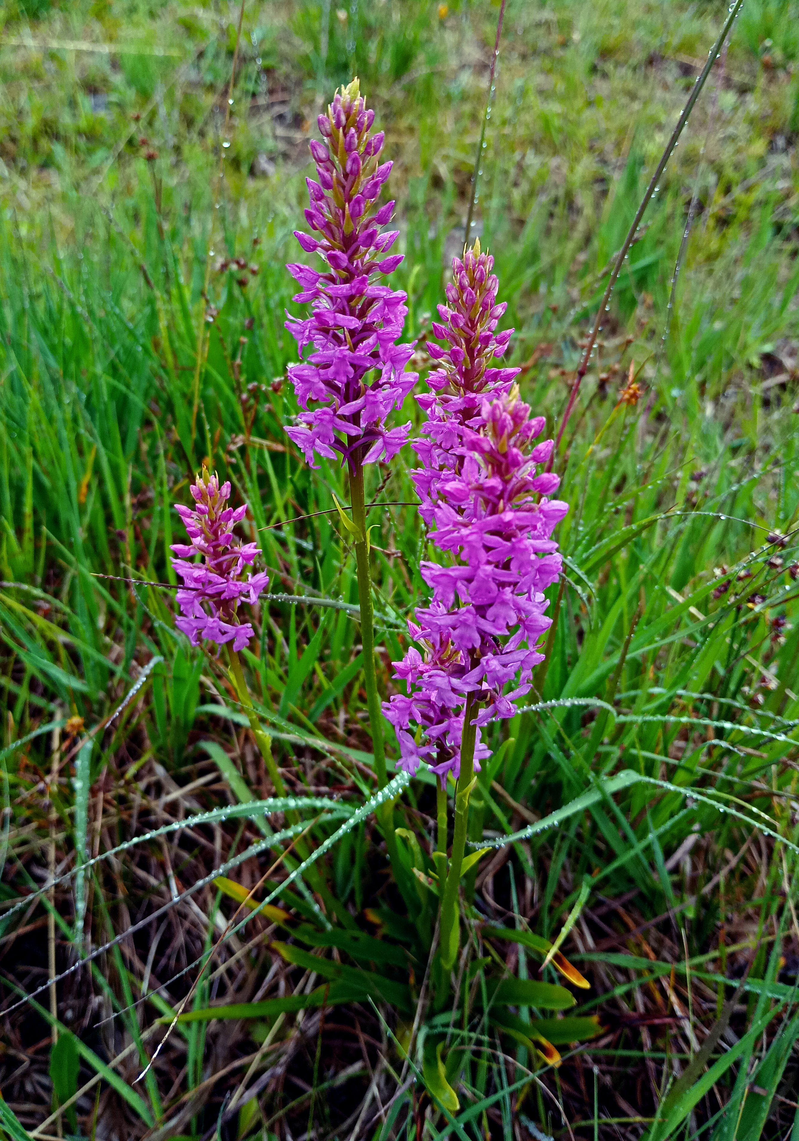 Common Fragrant Orchids, Salt Lake Quarry, 27th June 2023