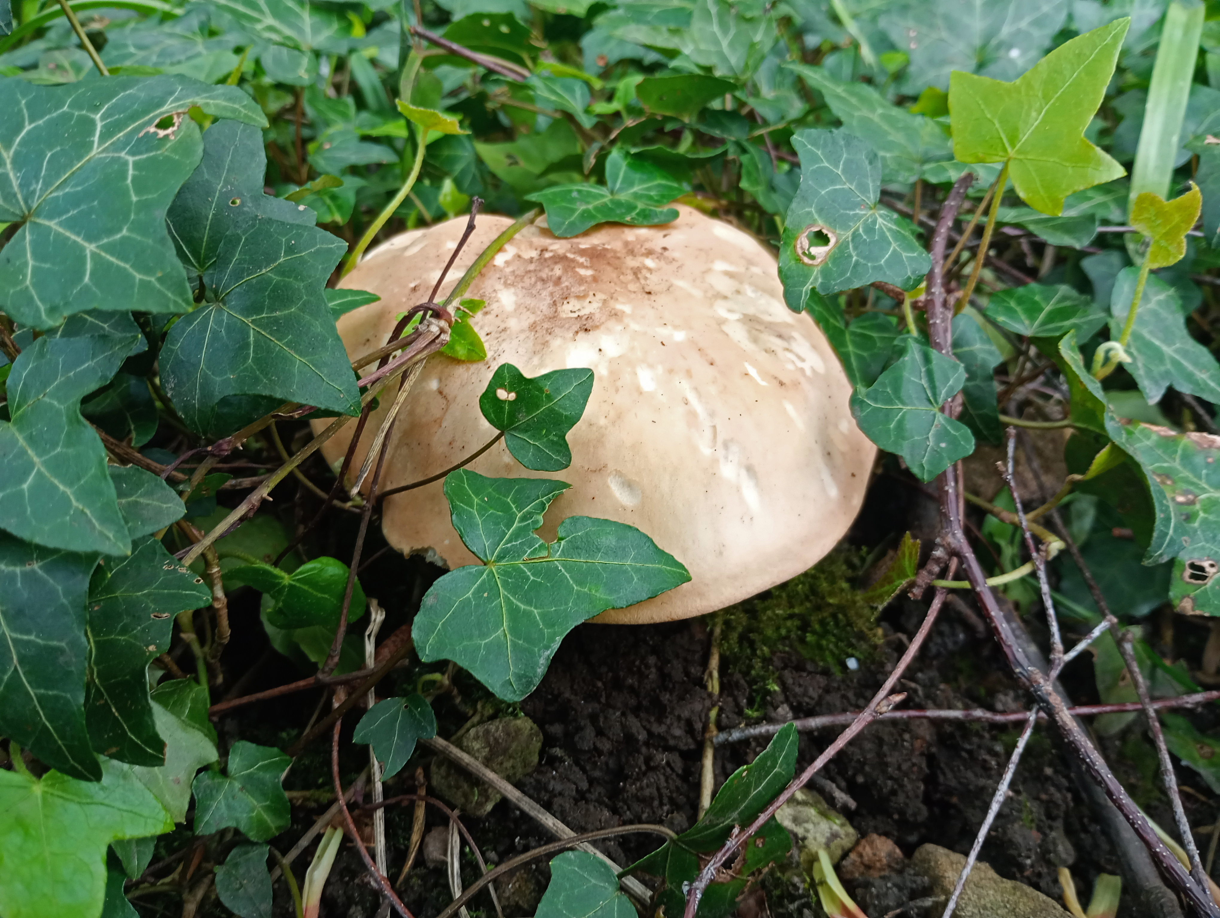 Fungus, East Wood, Otley, 30th April 2024