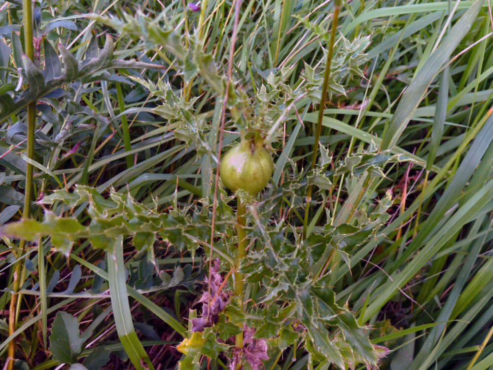Gall On Thistle