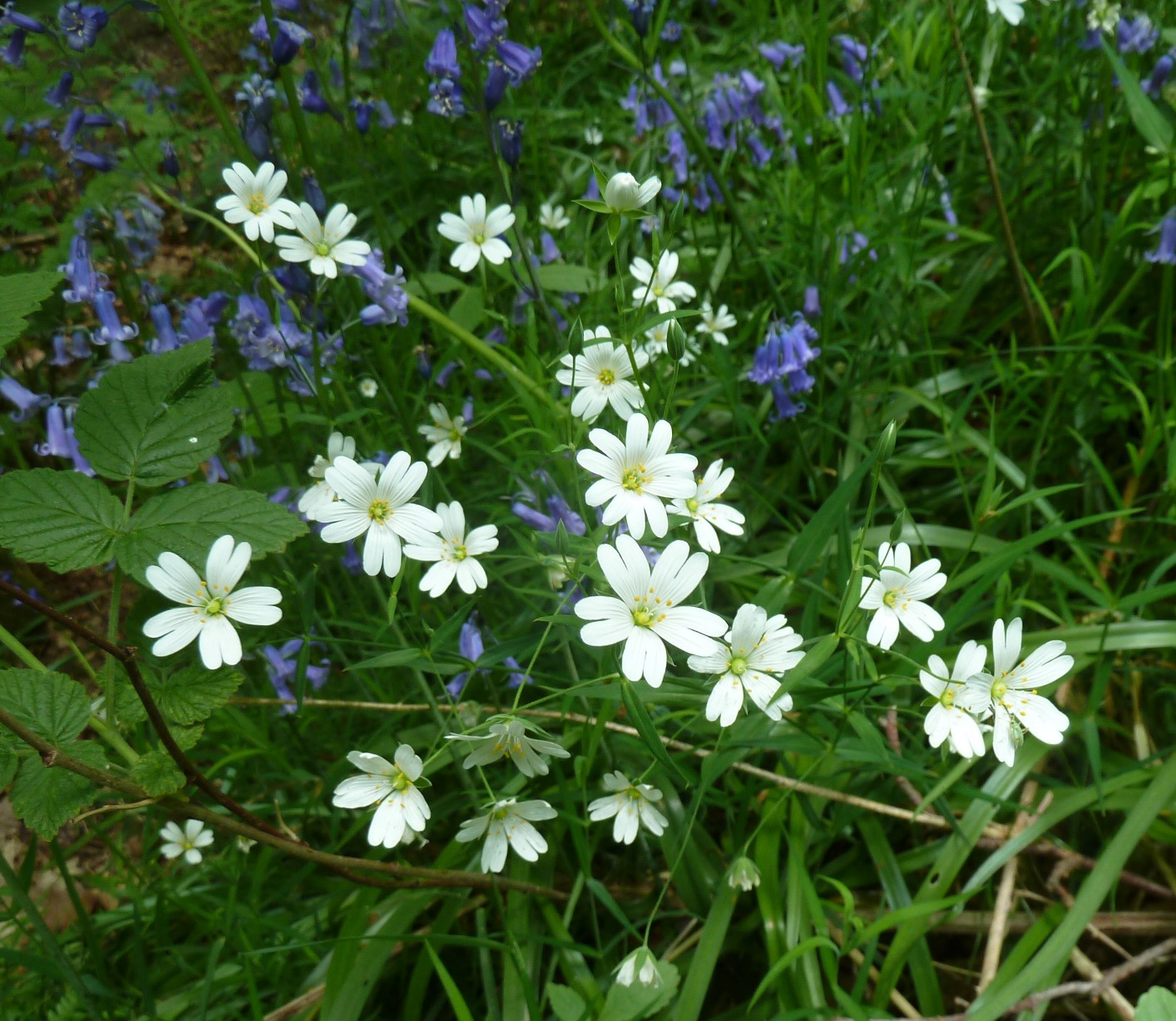 Greater Stitchwort, 20th May