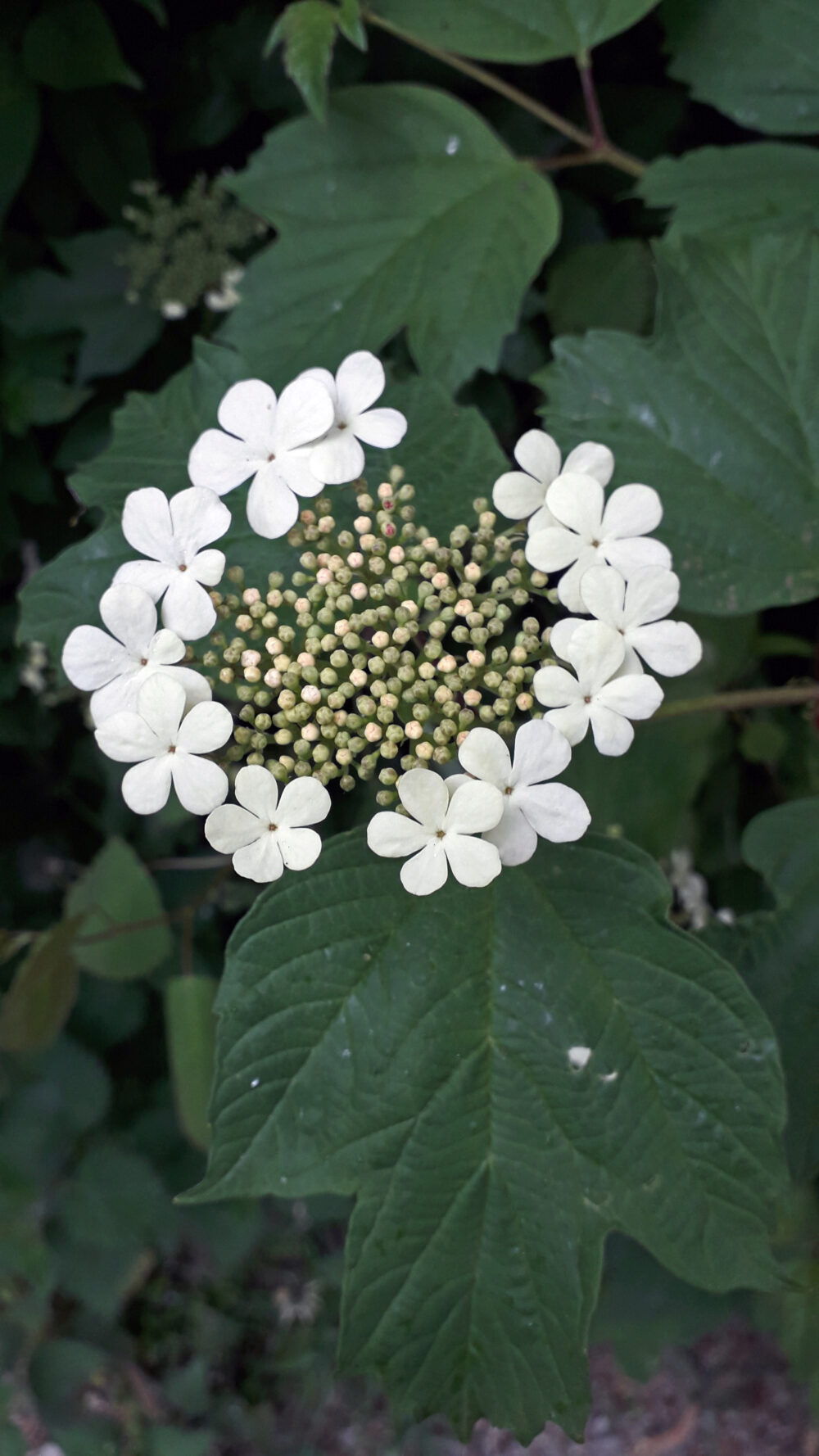 Guelder Rose, 20th May