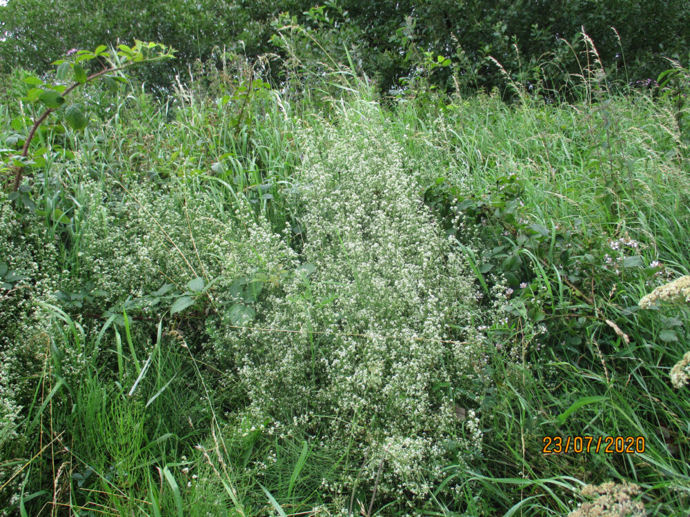 Hedge Bedstraw, 23rd July