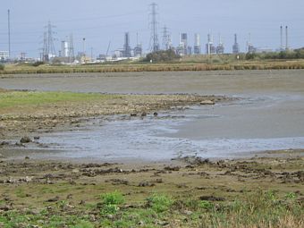 Dunlin and Lapwing Feeding in Front of Saltholme Hide