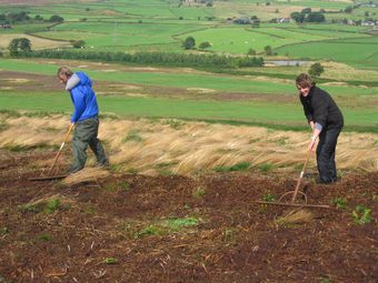 Friday 28th August: Racking cut bracken in very strong wind