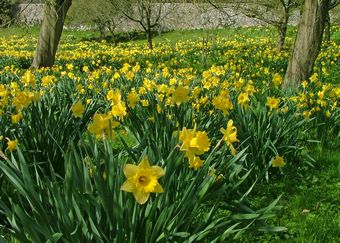 daffodils at Sizergh