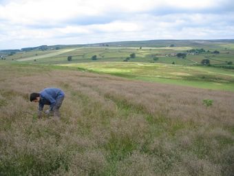 Fri 26th June 09 1: Area of previously cut Bracken which grasses have now been able to colonise. Picture shows removing the young Bracken.
