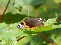 Battered Red Admiral