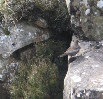 Upper Teesdale, ring ouzel