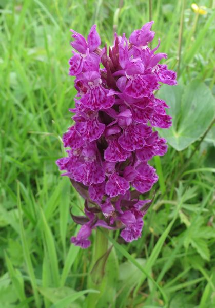 Northern Marsh Orchid