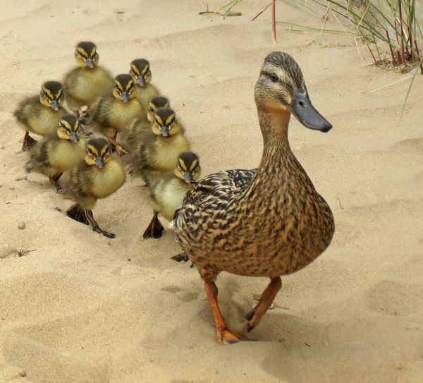 Leading The Ducklings