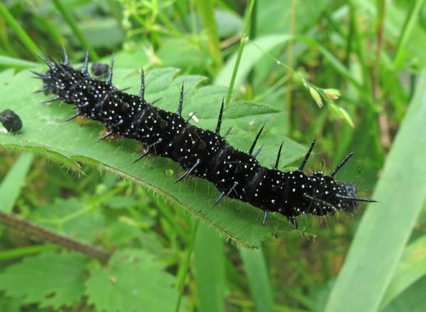 Peacock Caterpillar