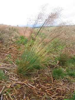 area of cleared bracken allowing grass to recolonise