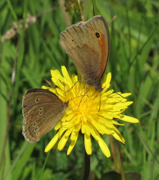 Ringlet and Meadow Brown