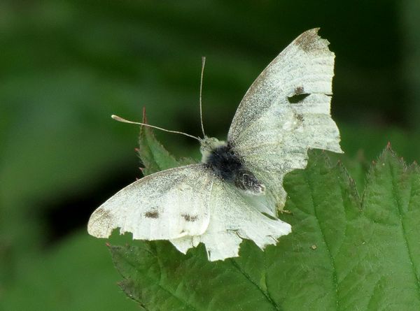 Moth Eaten Small White Butterfly