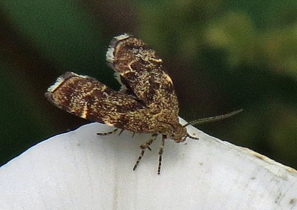 Nettle Tap Moth