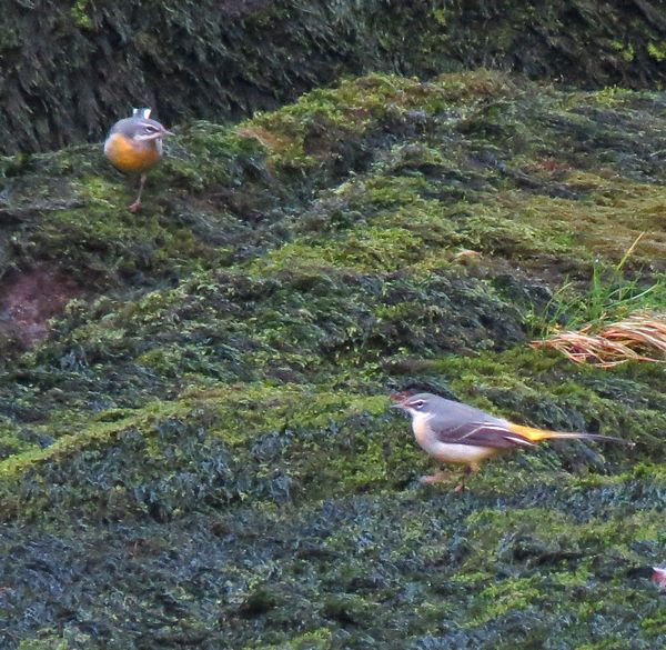 Grey Wagtails