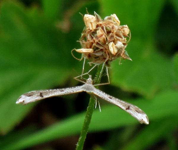 Twin-Spot Plume Moth