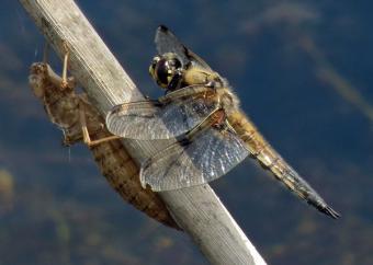 Four Spotted Chaser and Exuvia