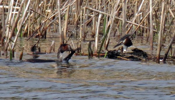 Great Crested Grebes Nest Building
