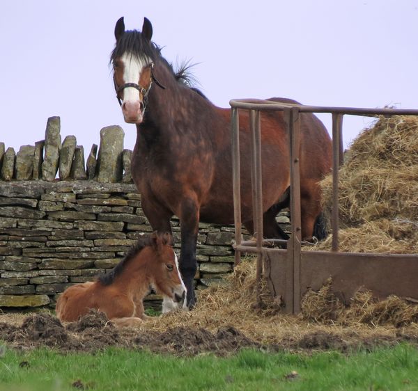 One Day Old Foal