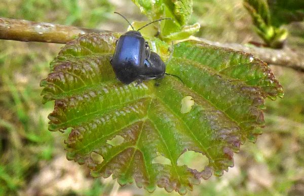 Alder Leaf Beetles