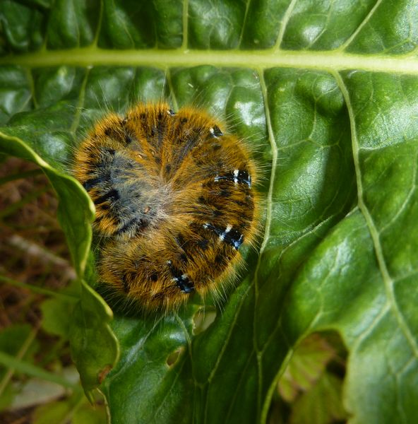 Grass Eggar Moth Caterpillar