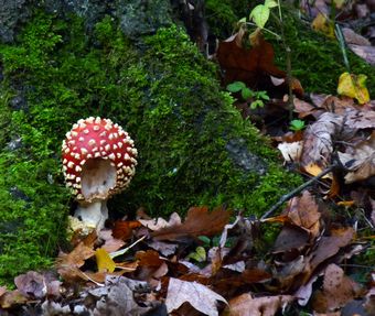 Nibbled Fly Agaric