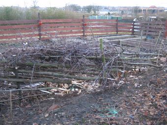 Friday 14th January 2011: Completed section of hedge