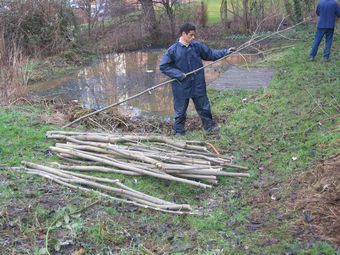 Using ash thinnings to prepare stakes for hedgelaying