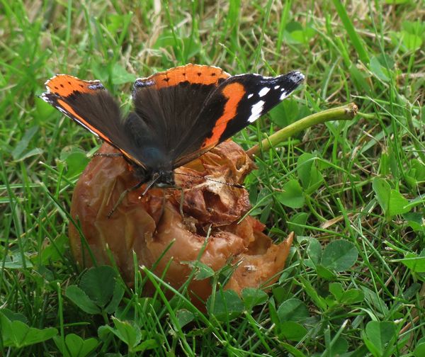 Red Admiral On Apple