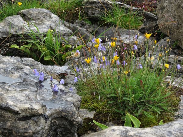 Harebells and Other Flowers On The LImestone Pavement