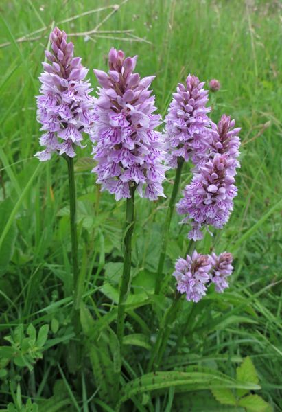 Common Spotted Orchids