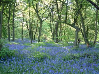 Bluebells in Judy Woods, courtesy of Friends of Judy Woods website