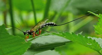 Giant Ichneumon Wasp, Rhyssa persuasoria