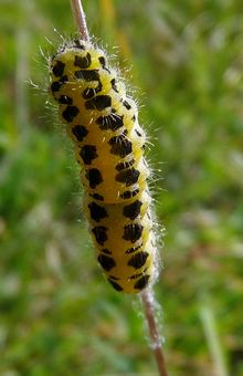 Burnet Moth Caterpillar