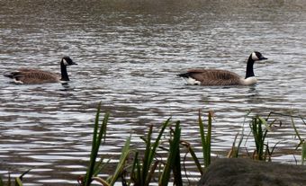 Canada Geese on Coppice Pond