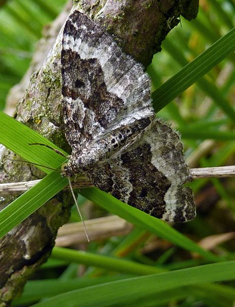 Common Carpet Moth