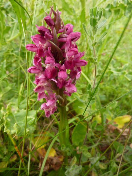 Early Marsh Orchid coccinia