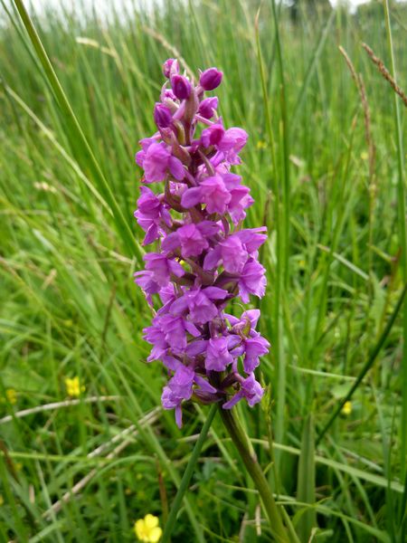 Marsh Fragrant Orchid