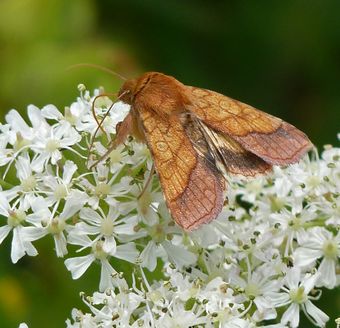 Bordered Sallow Moth
