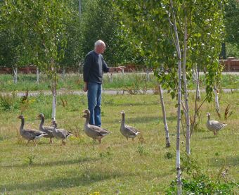 Charming The Geese