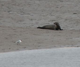 Seal and Black-Headed Gull, Greatham Creek