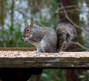 Squirrel on Bird Table