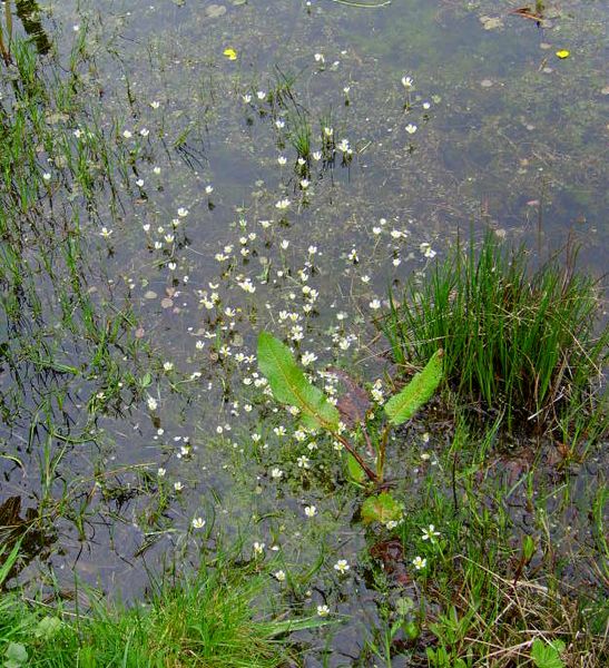 Water Crowfoot In Dragonfly Pond