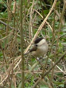 Willow Tit, Fairburn Ings: It was a treat to see two willow tits busying themselves with nest-building in a hole in a small tree stump at Fairburn Ings.