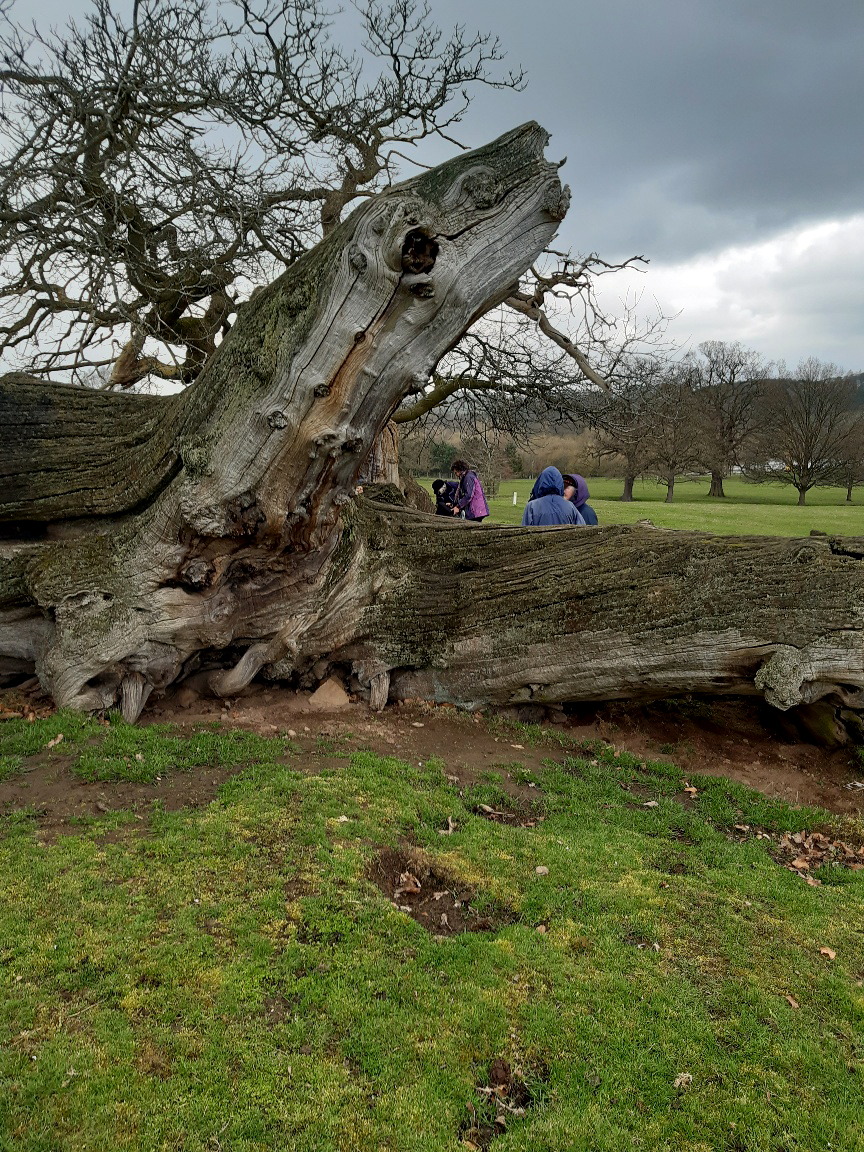 Fallen Tree, Ripley Castle, 21st March 2023