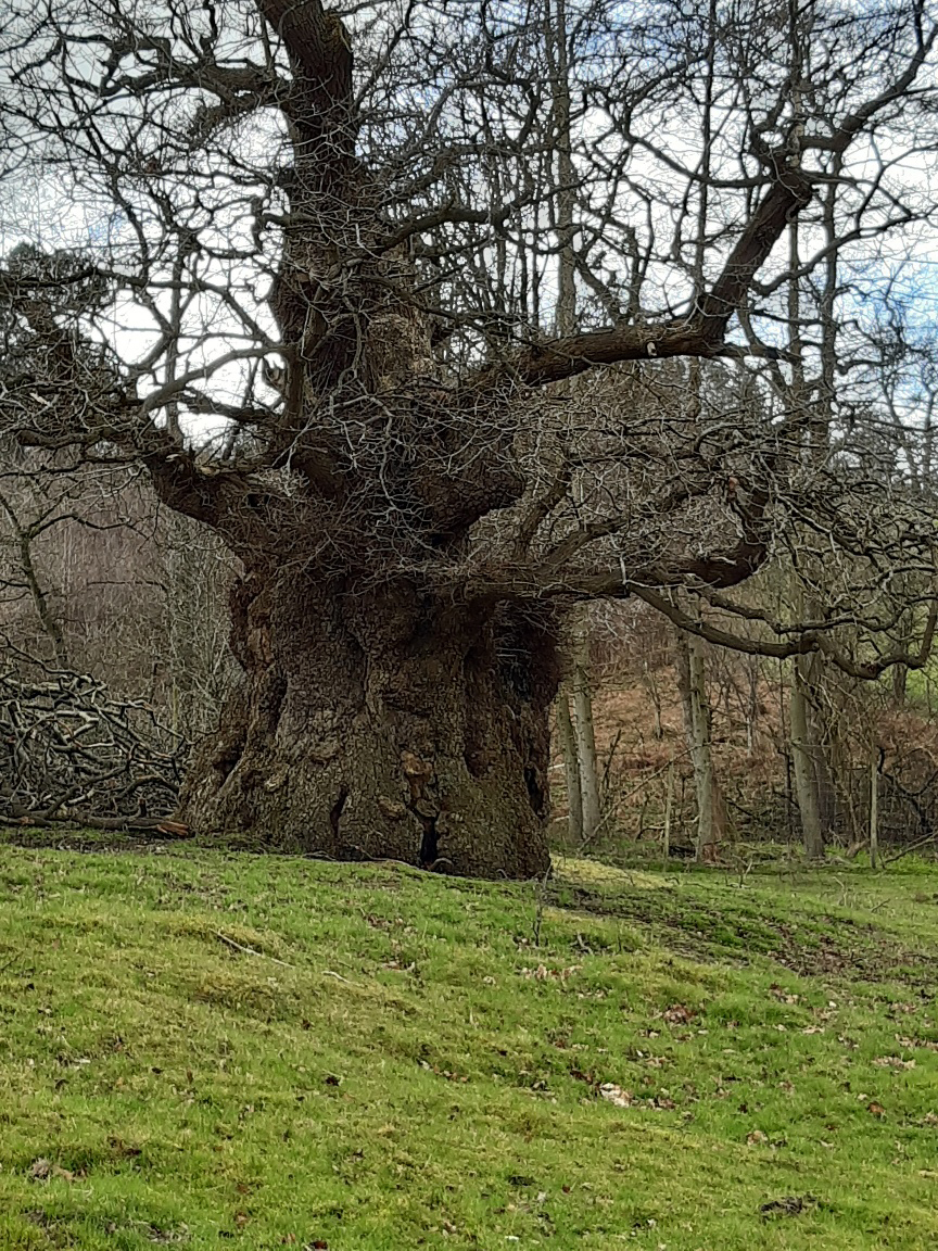 Impressive Tree, Ripley Castle, 21st March 2023