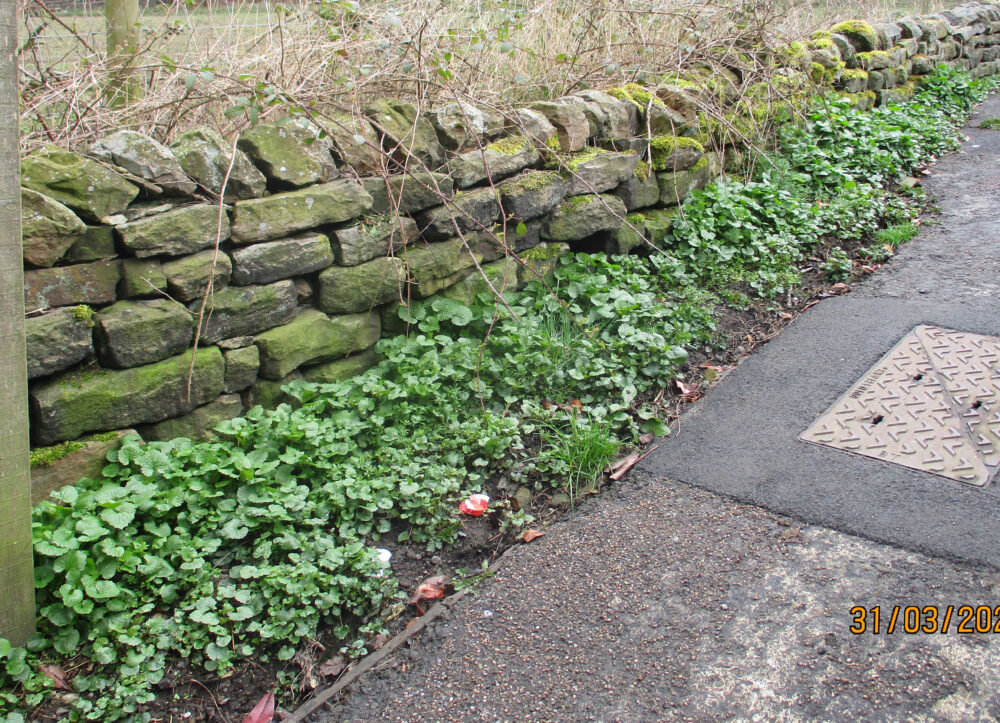Jack-by-the-Hedge By Stone Wall , 31st March