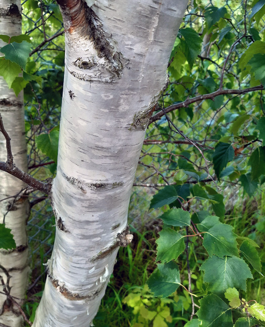 Birch Bark and Leaves, St Aidan's RSPB, 23rd May 2023